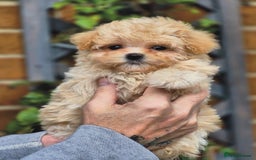 Maltipoo dogs for sale: Amazing Korean/English Teddy bear Maltipoo Puppies - Image 13