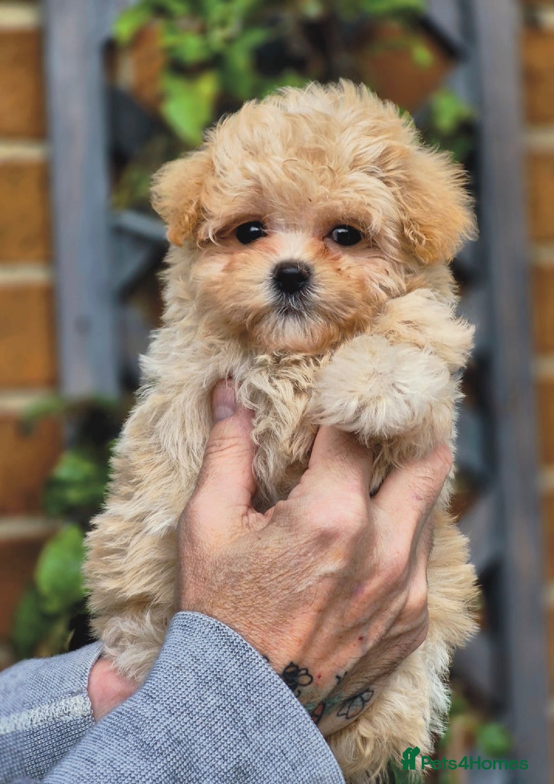 Maltipoo dogs for sale: Amazing Korean/English Teddy bear Maltipoo Puppies - Image 13