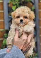 Maltipoo dogs - Advert 15