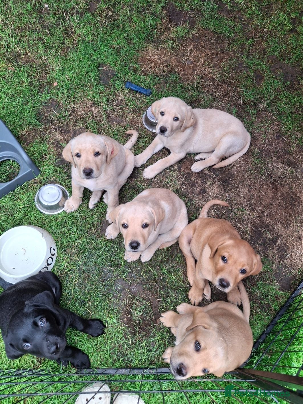 Labrador Retriever dogs READY TO GO! Labrador Pups. KCreg. - Advert 2