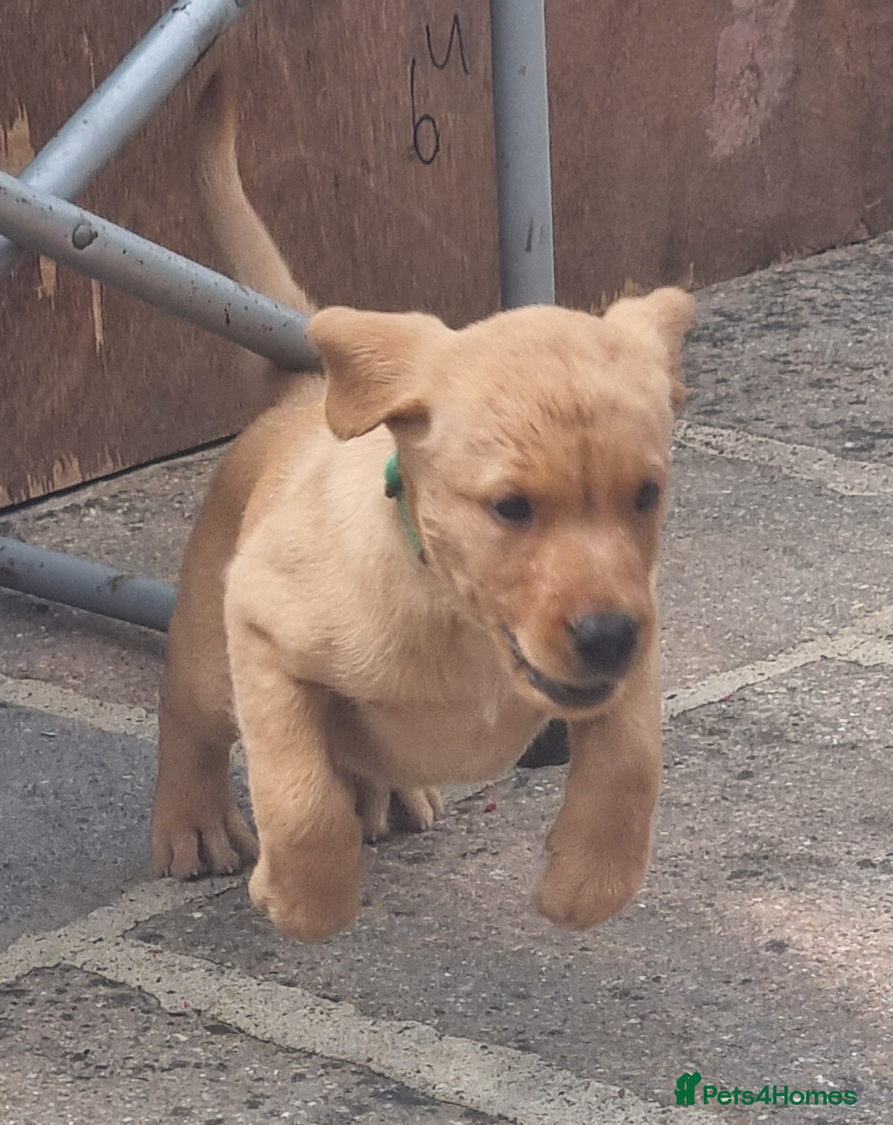 Labrador Retriever dogs Fox Red puppies kc reg working parents - Advert 2