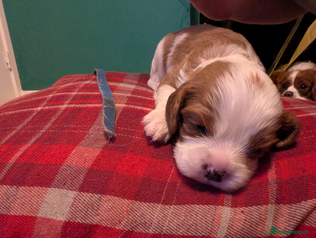 Cavalier King Charles Spaniel dogs for sale: Beautiful cavalier king Charles pups born 24/12 - Advert 5