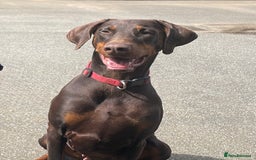 Dobermann dogs for sale: DOBERMAN PUPPIES WITH FANTASTIC PEDIGREE - Image 10