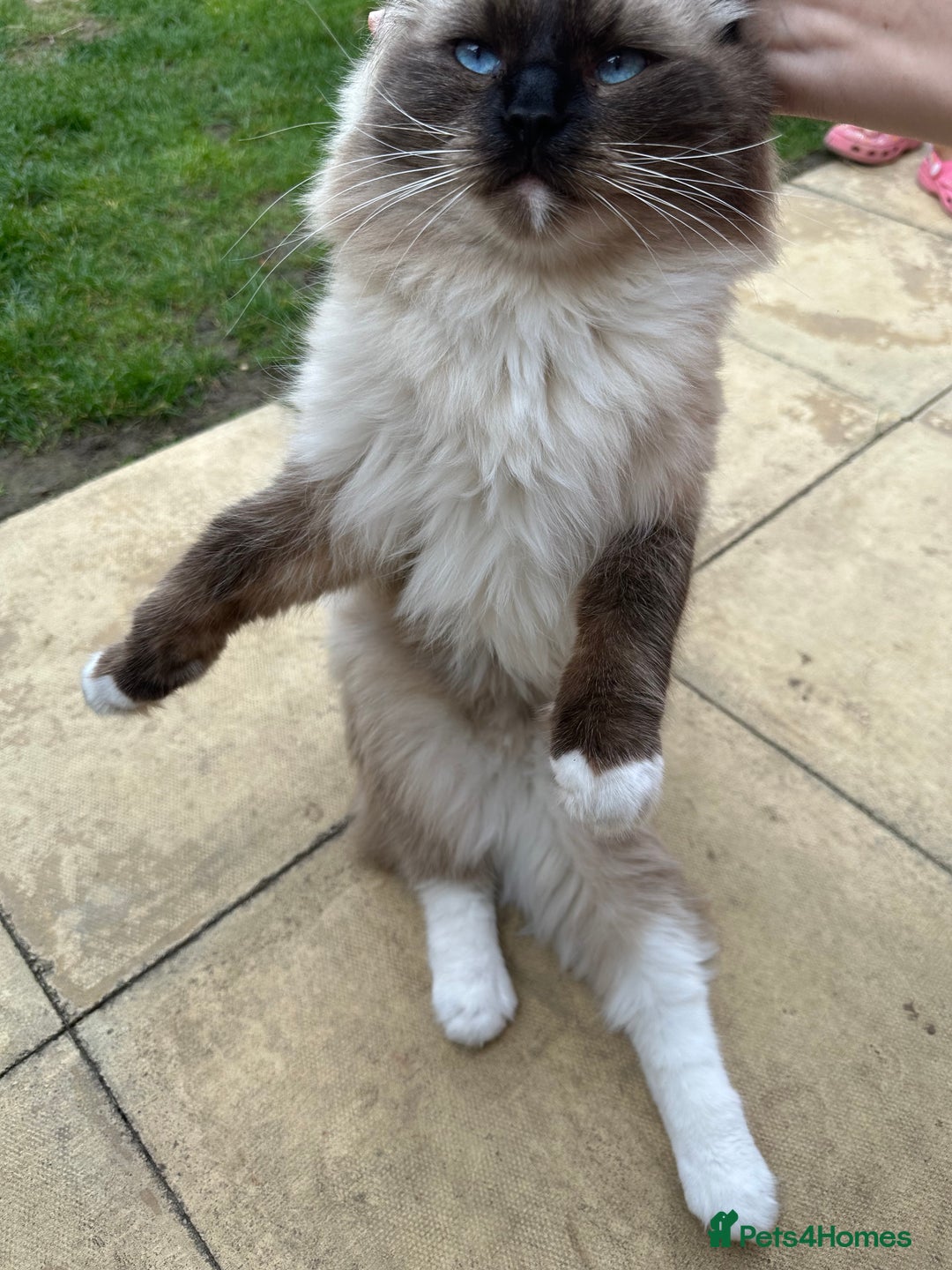 Ragdoll cats for sale: 🐾 Loving 21-Month-Old Male Seal Mitted Ragdoll 🐾 - Image 13
