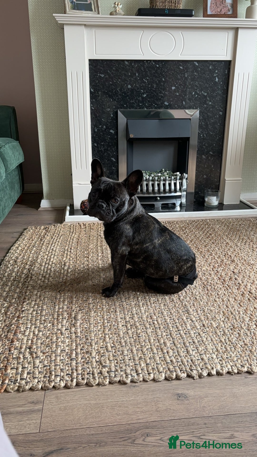 French Bulldog dogs for sale: Olive, 3 year old French bulldog  - Advert 4