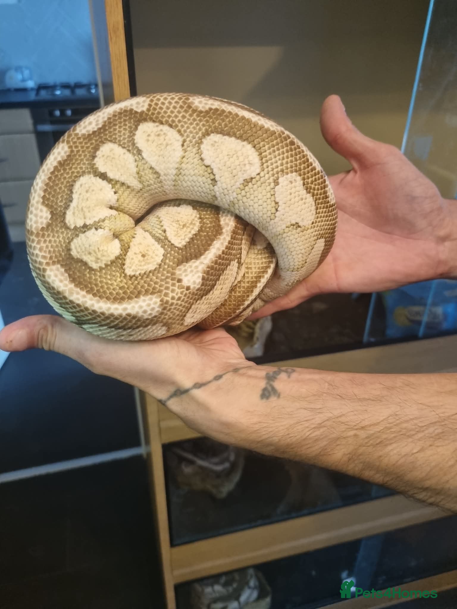 Mixed Breed reptiles Ball pythons boas and corns for sale  - Advert 2
