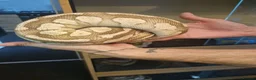Mixed Breed reptiles for sale: Ball pythons boas and corns for sale  in Malvern - Advert 1