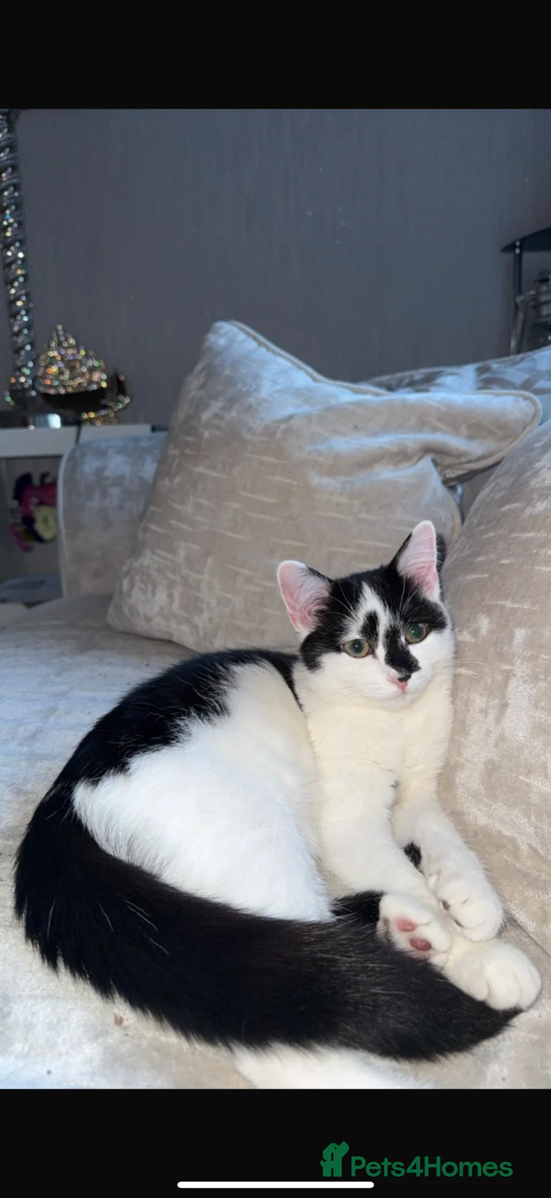 Domestic Shorthair cats for sale: Black & White Tuxedo Domestic Shorthair  in Rochdale - Advert 2
