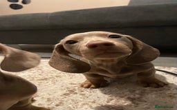 Miniature Dachshund dogs for sale: KCRegistered Miniature SmoothHaired Dachshund Boys - Image 14