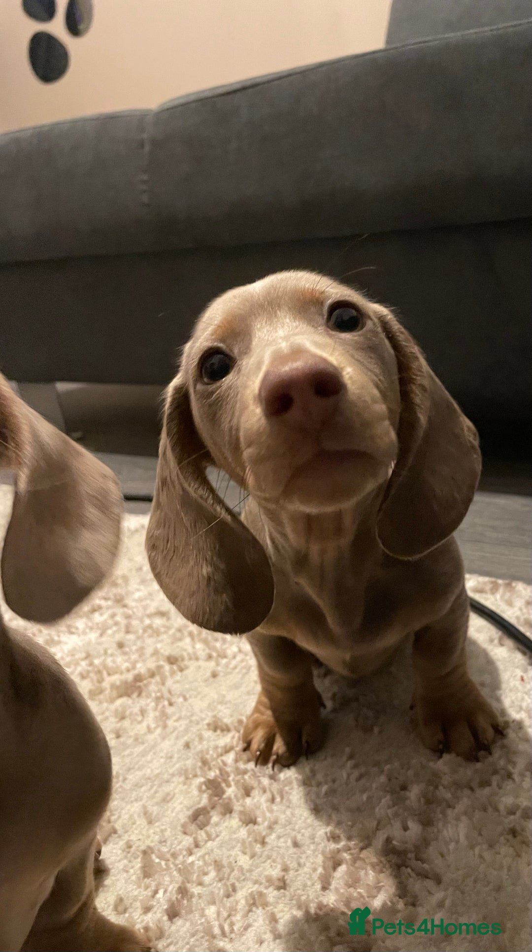 Miniature Dachshund dogs for sale: KCRegistered Miniature SmoothHaired Dachshund Boys - Image 14
