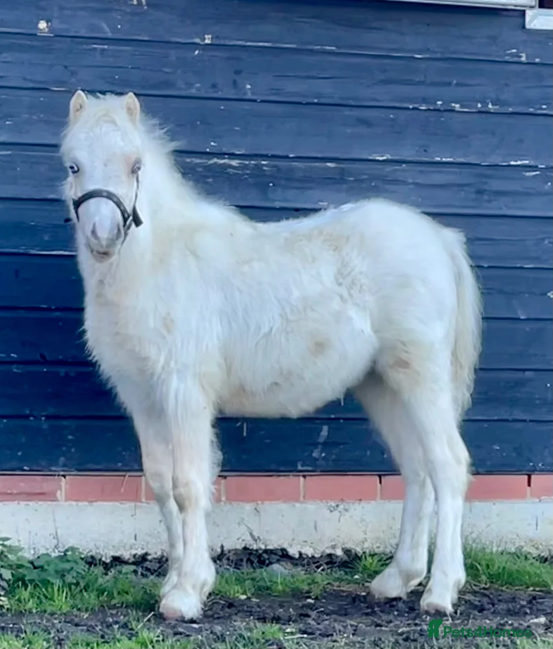 Welsh Section A horses for sale: Palomino Registered Welsh Section A gelding - Advert 5