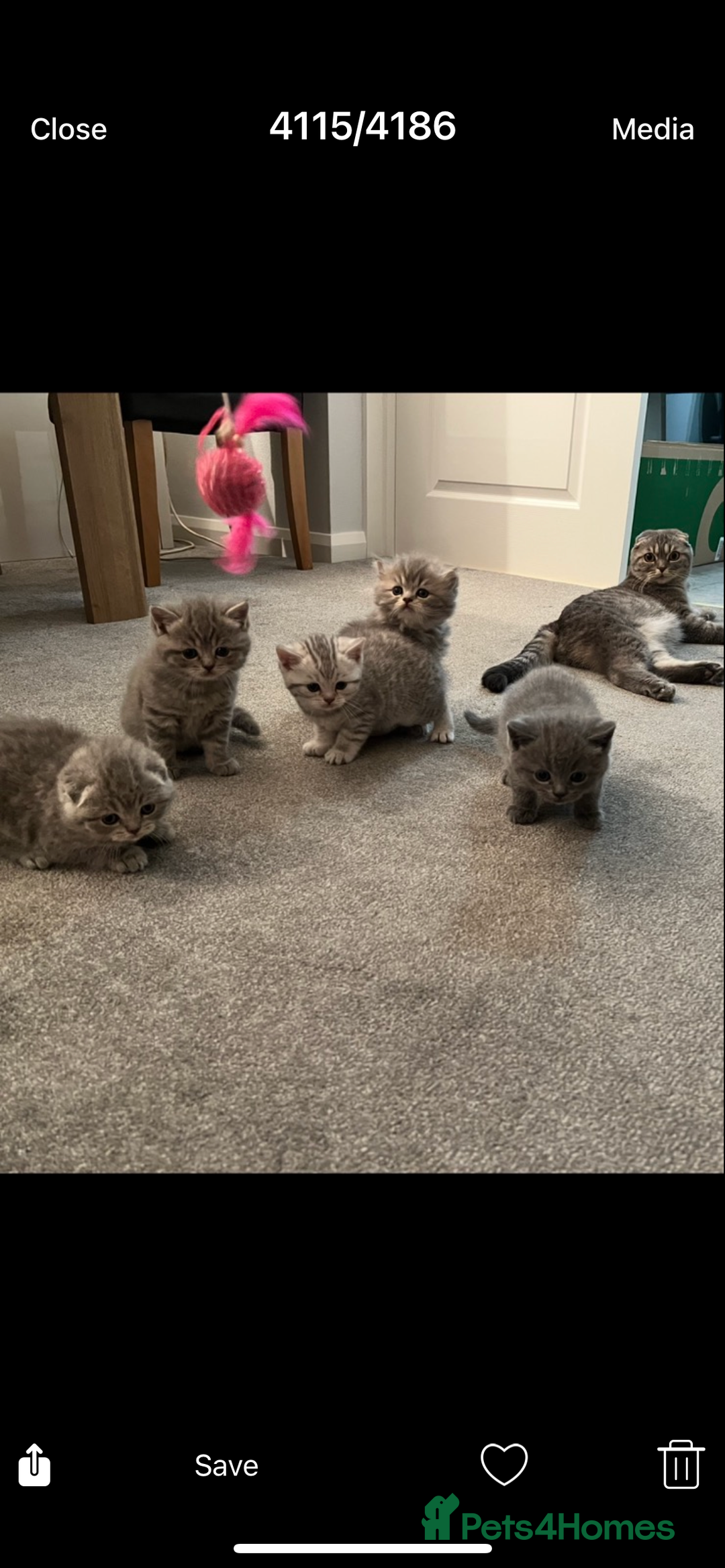 Scottish Fold cats for sale: Scottish fold and Scottish straight kitten - Advert 5