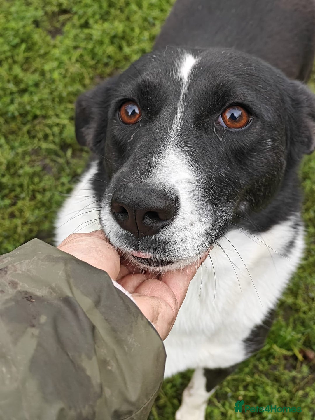 Mixed Breed dogs for adoption: 💖🐶 ZORIA 🐶💖 - Advert 17