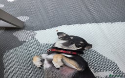 Chihuahua dogs for sale: Seeking a warm lap. - Image 3