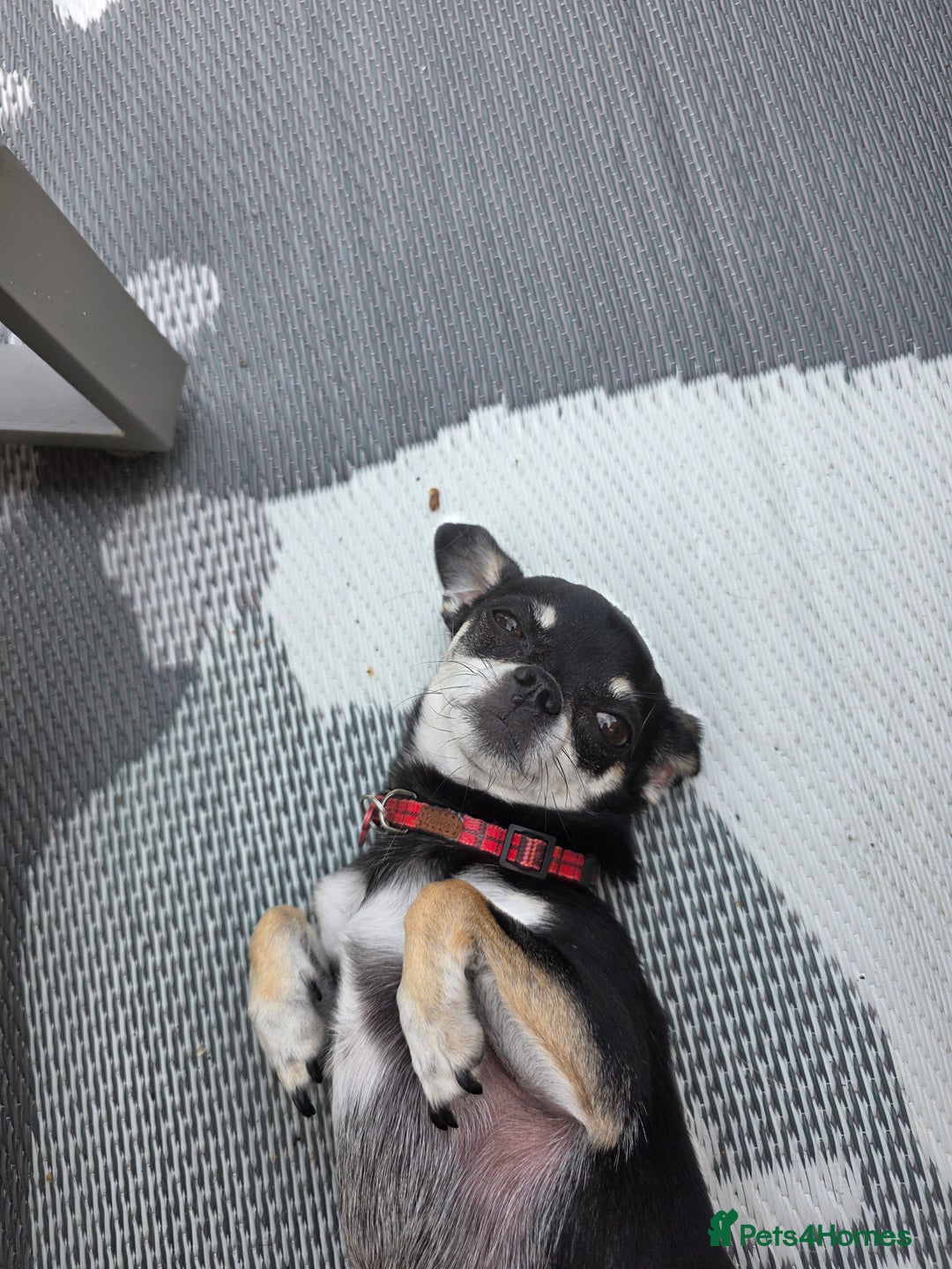 Chihuahua dogs for sale: Seeking a warm lap. - Image 3