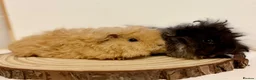 Guinea Pig rodents for sale: 4 pairs of boys and 2 pairs of girls  - Advert 10