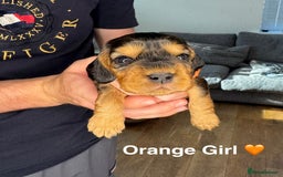Cocker Spaniel dogs for sale: Beautiful show and working cockers - Image 5