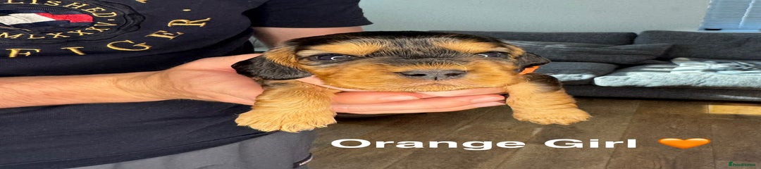 Orange Girl