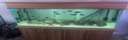 Cichlids fish for sale: 5ft fish tank - Advert 4