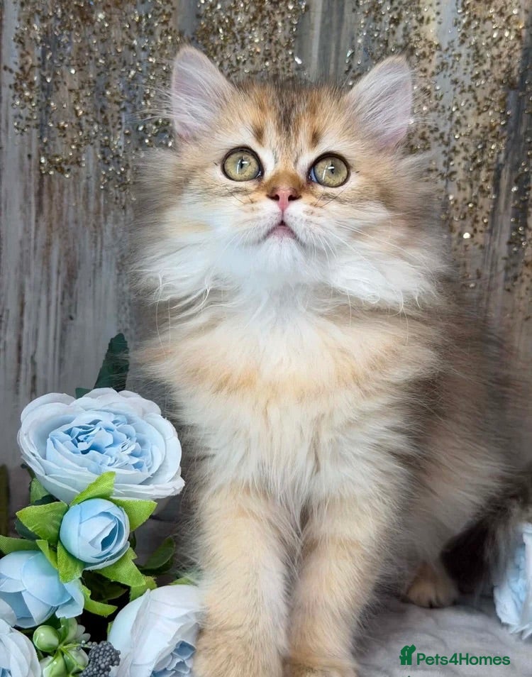 British Shorthair cats TICA BSH & BLH Golden kittens 😻 - Advert 17