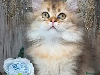British Shorthair cats TICA BSH & BLH Golden kittens 😻 - Advert 17