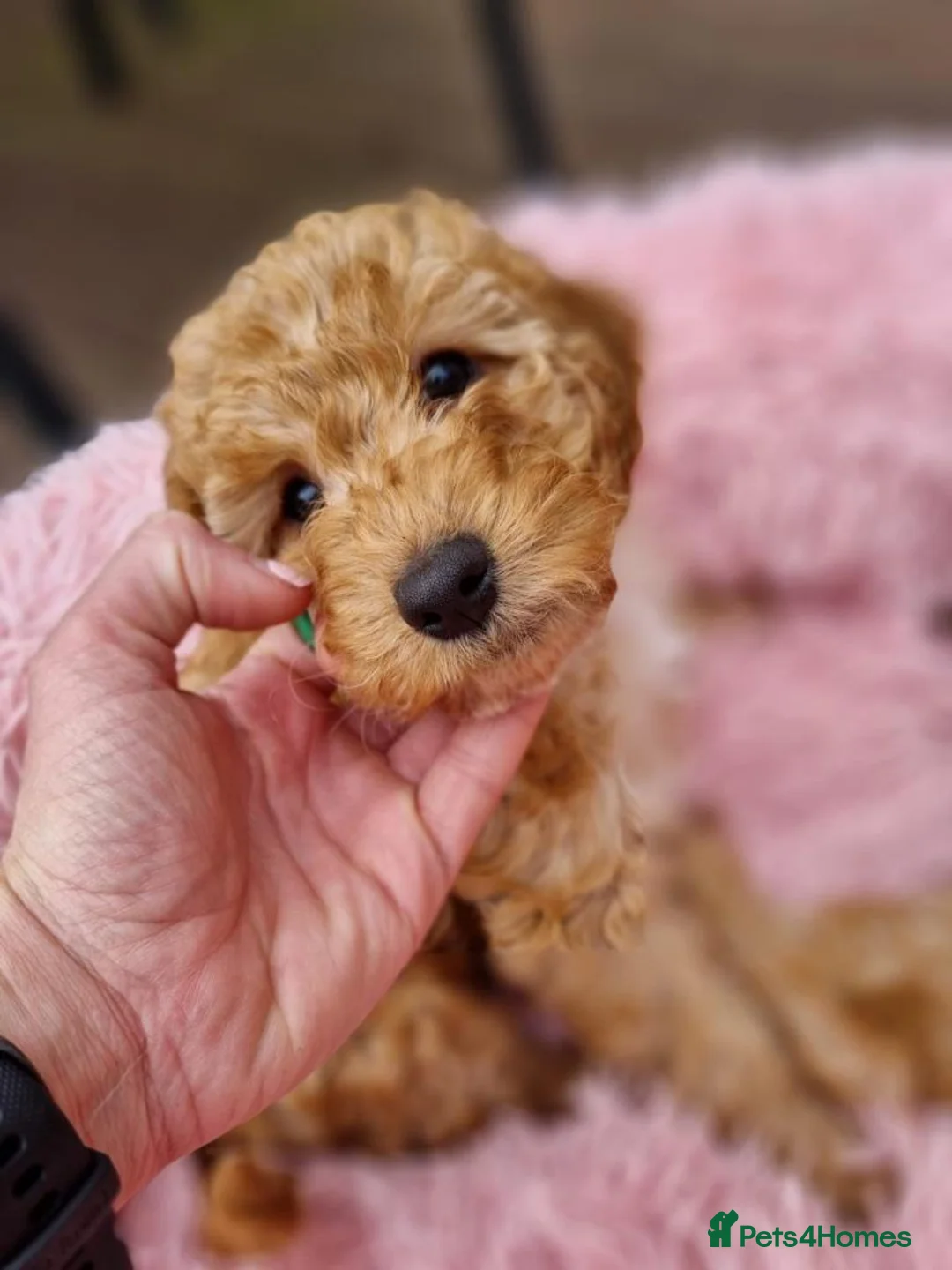 Cockapoo dogs for stud: **PROVEN**Beautiful Red F1 Cockapoo for Stud in Kilmarnock - Advert 11