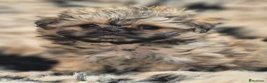 Shih Tzu Puppy 2