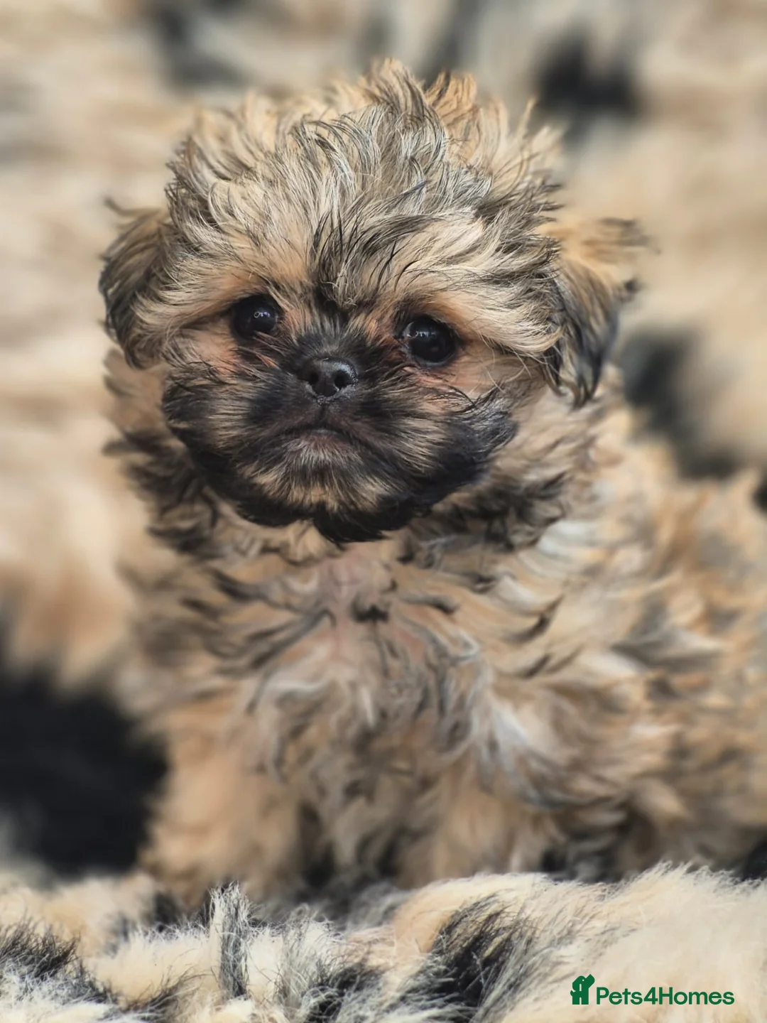 Shih Tzu dogs for sale: Amazing Small Imperial Shih tzu Puppies READY NOW - Advert 1