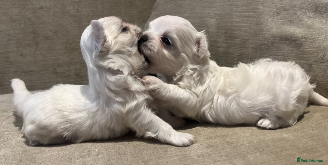 Maltese dogs for sale: Tiny Korean Maltese Boys - Advert 16