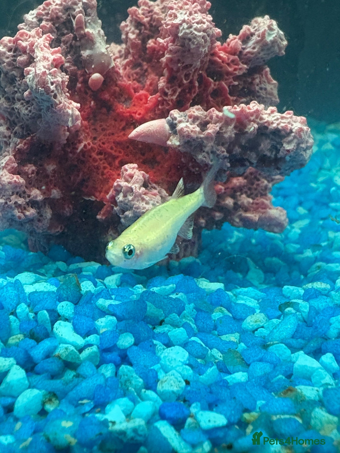 Platies fish URGENT. PLATY + 1 MINNOW NEED REHOMING - Advert 2