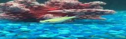 Platies fish for sale: URGENT. PLATY + 1 MINNOW NEED REHOMING in Burton-on-Trent - Advert 2