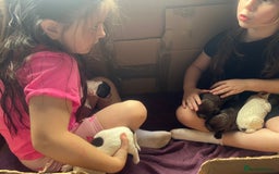 Sprocker dogs for sale: Sprocker puppies - Image 15