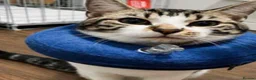 Mixed Breed cats for sale: Rescued cats and kittens - Advert 22