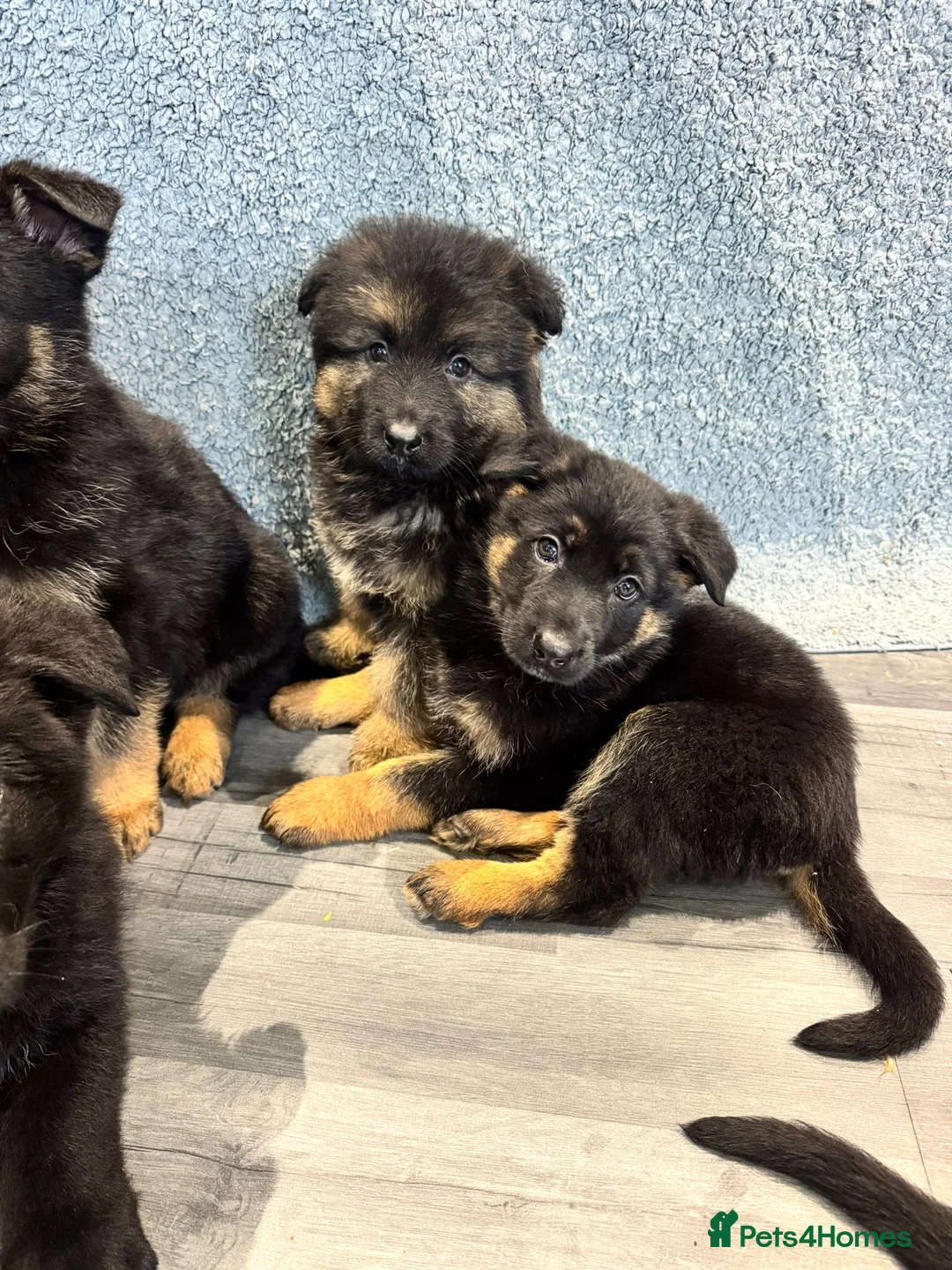 German Shepherd dogs for sale: German shepherd pups  - Advert 8
