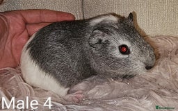 Guinea Pig rodents for sale: 7 Week Old Baby Guinea Pigs - Image 4