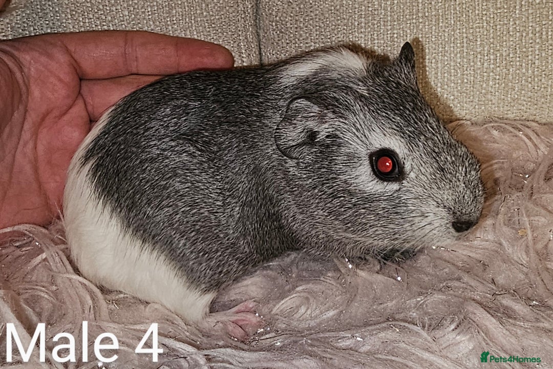 Guinea Pig rodents for sale: 7 Week Old Baby Guinea Pigs - Image 4