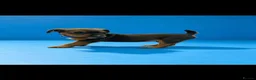 Lakeland Terrier dogs for sale: Lakeland terrier puppies (working type) - Advert 6