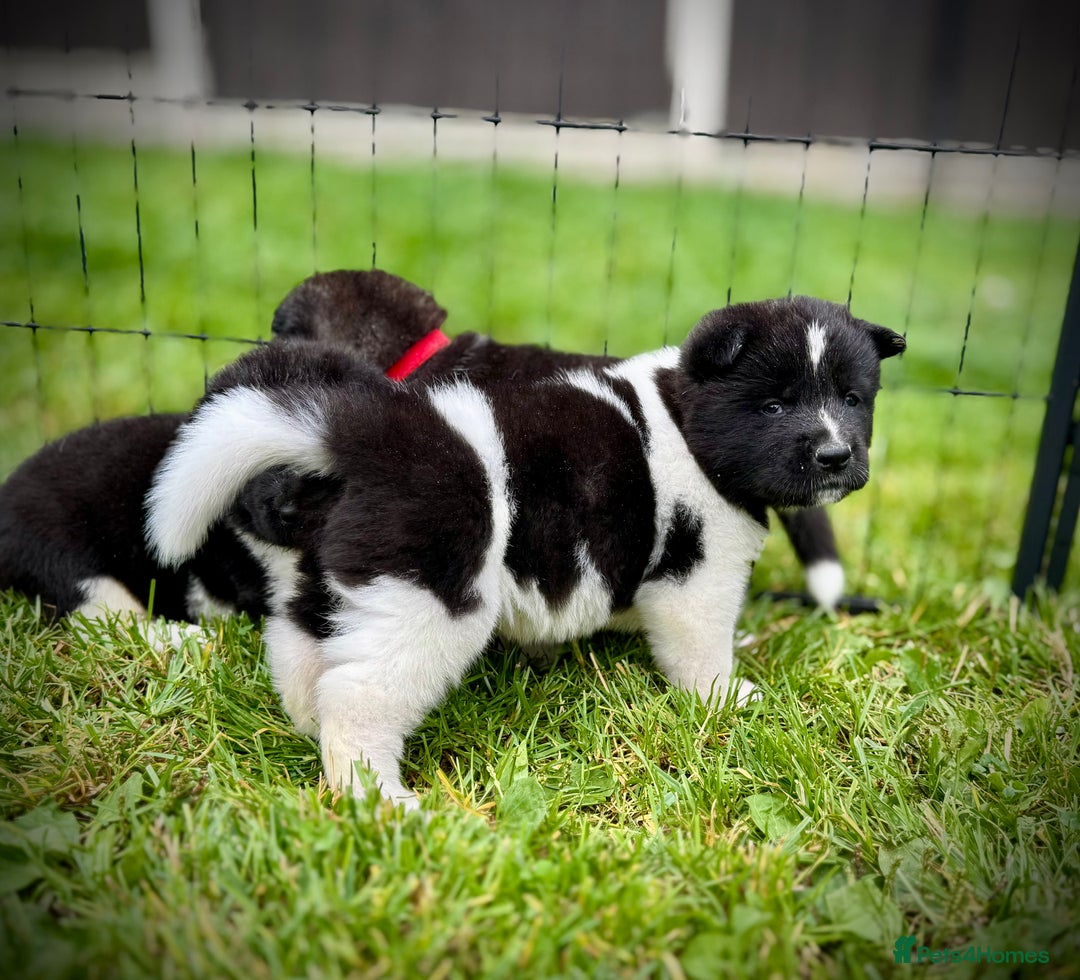 Akita dogs for sale: Quality KC Registered American Akita Puppies - Image 9