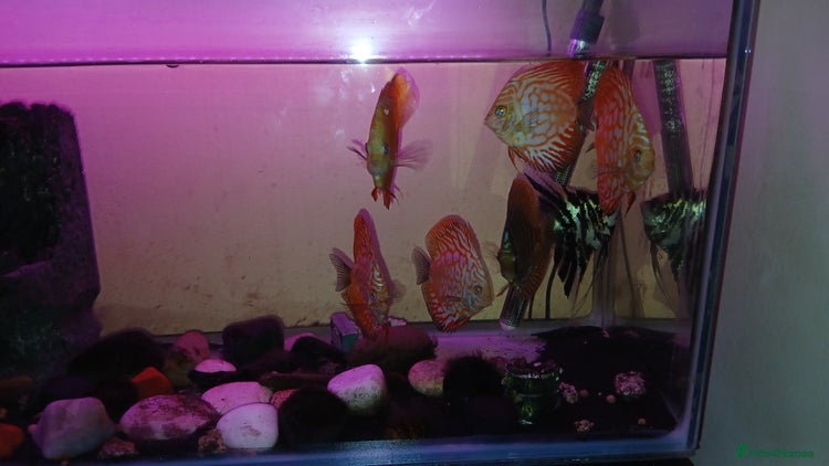 Discus fish - Advert 1