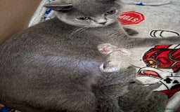 British Shorthair cats for sale: Gorgeous British shorthairs for sale  - Image 7