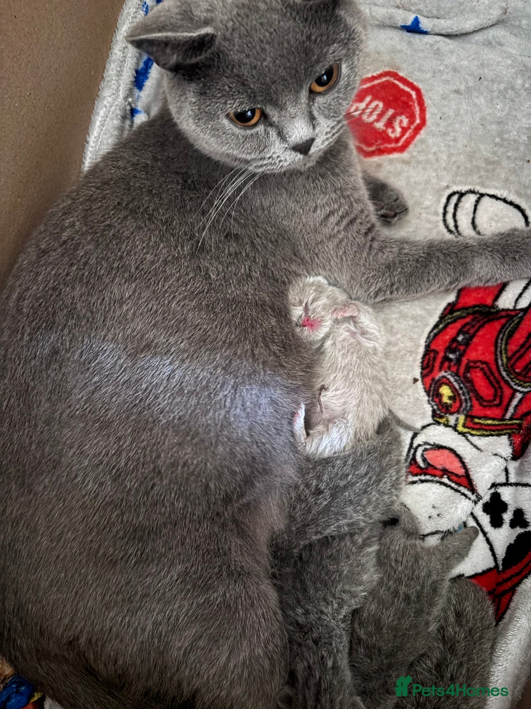 British Shorthair cats for sale: Gorgeous British shorthairs for sale  - Image 7