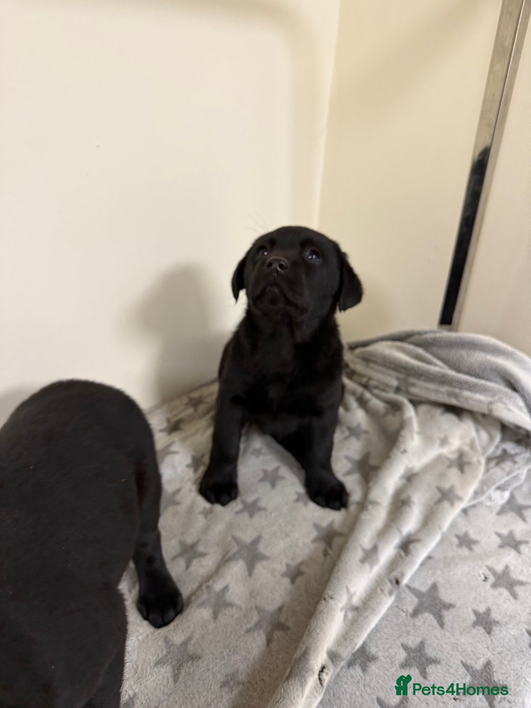Labrador Retriever dogs for sale: Labradors - Advert 17
