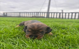 Dachshund dogs for sale: WHD - Wirehaired Dachshund (Teckle) Pups - Image 13