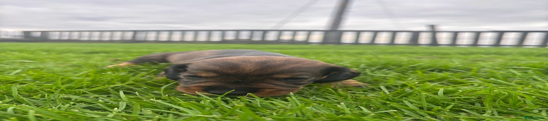 Dachshund Puppy 3