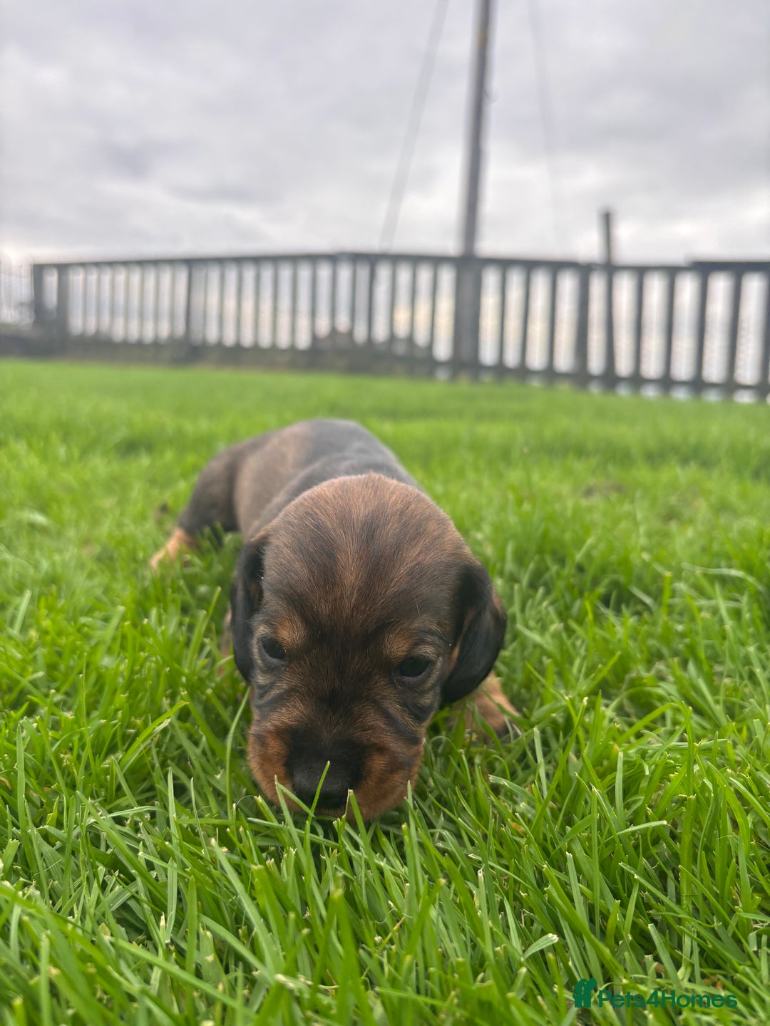 Dachshund dogs for sale: WHD - Wirehaired Dachshund (Teckle) Pups - Image 13