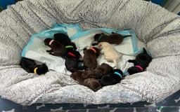 Labrador Retriever dogs for sale: KC labrador pups from fully health tested parents - Image 2