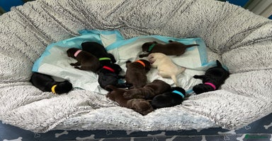 Labrador Retriever dogs - Advert 10
