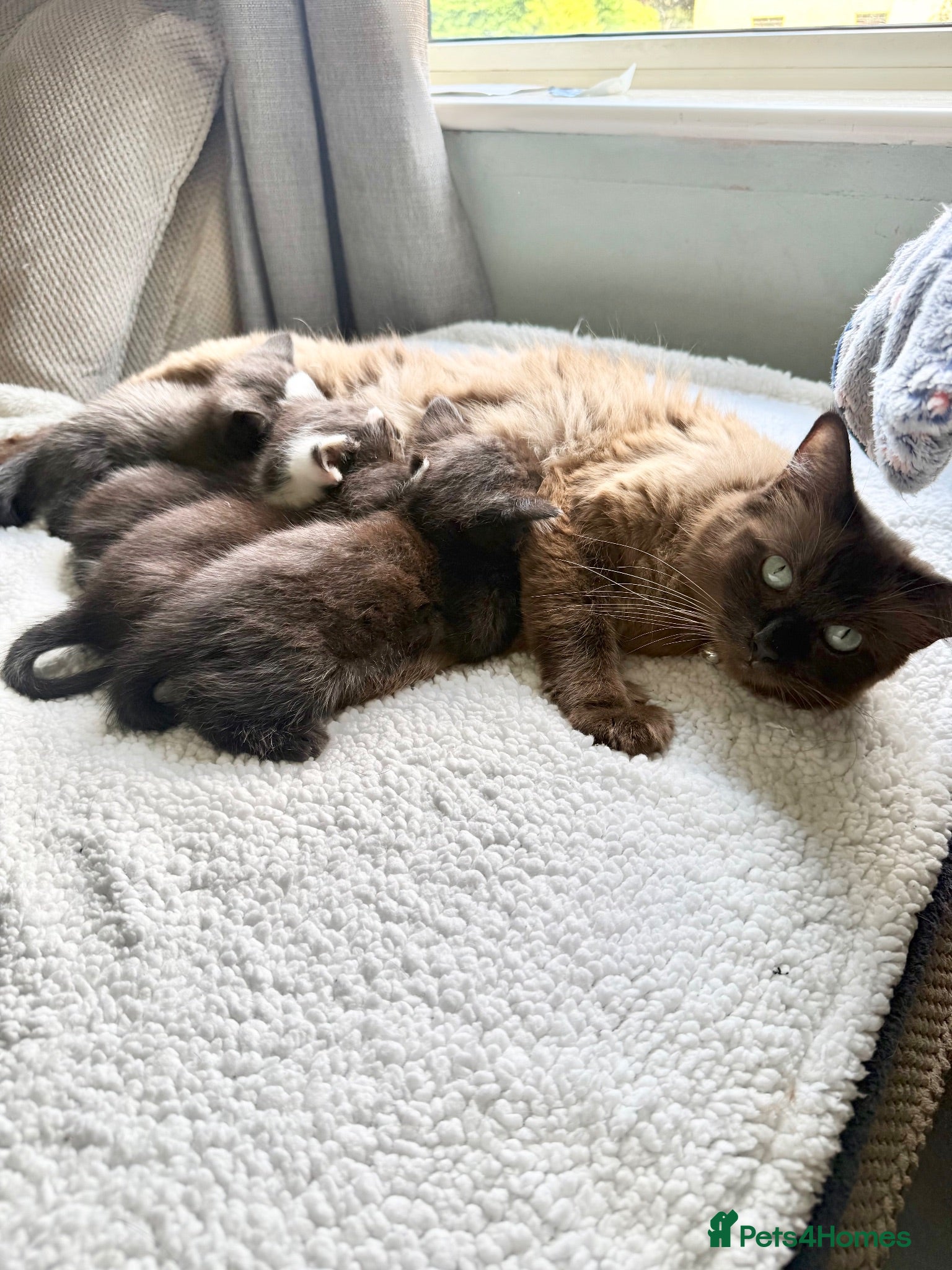 British Shorthair cats Beautiful Ragdoll x British Shorthair kittens  - Advert 2