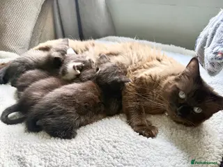 British Shorthair cats Beautiful Ragdoll x British Shorthair kittens - Advert 2