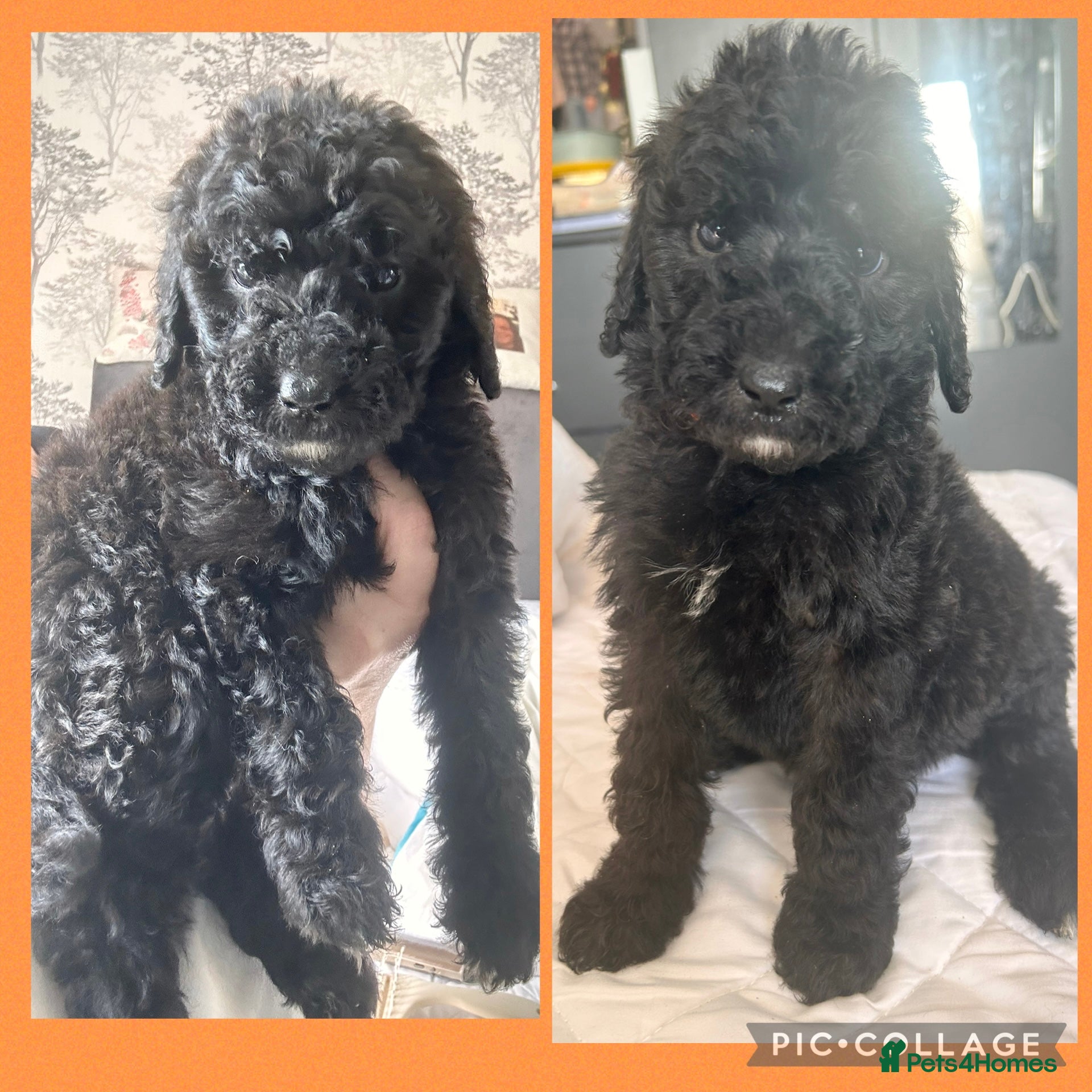 Labradoodle dogs  f1bb standard labradoodles - silver & apricots - Advert 4